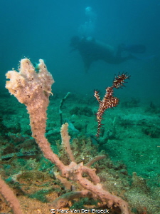 Ghost diverpipefish by Marc Van Den Broeck 